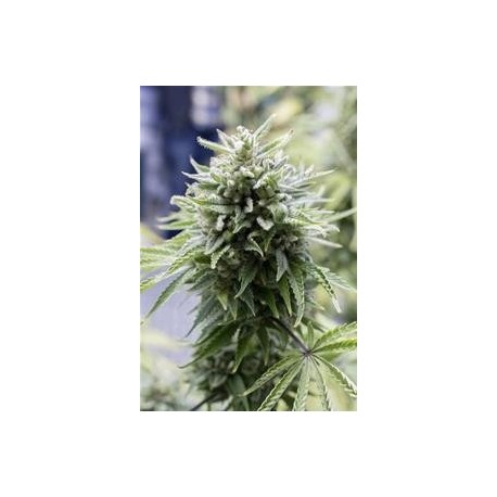 OG KUSH AUTOFLOWERING * DINAFEM SEEDS 5 SEMI FEM