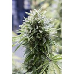 OG KUSH AUTOFLOWERING * DINAFEM SEEDS 1 SEME FEM