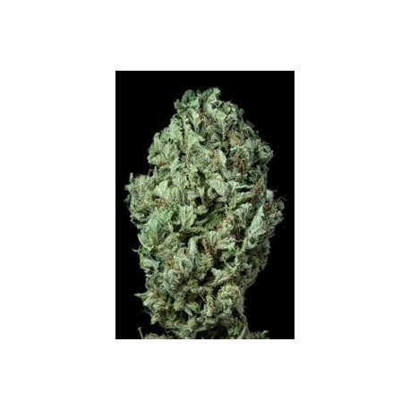 SOUR DIESEL AUTOFLOWERING * DINAFEM SEEDS 1 SEME FEM 