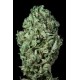 SOUR DIESEL AUTOFLOWERING * DINAFEM SEEDS 5 SEMI FEM