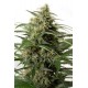 MOBY DICK XXL AUTOFLOWERING * DINAFEM SEEDS 5 SEMI FEM