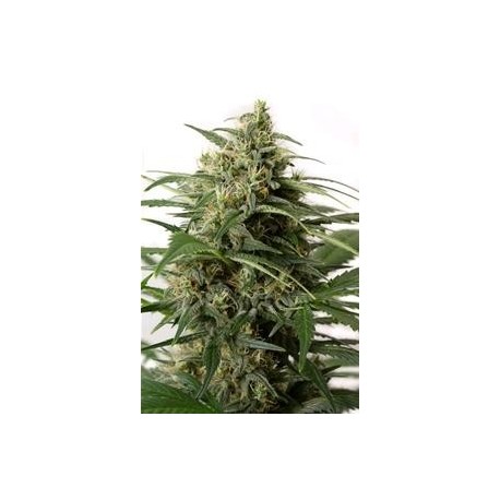 MOBY DICK XXL AUTOFLOWERING * DINAFEM SEEDS 5 SEMI FEM