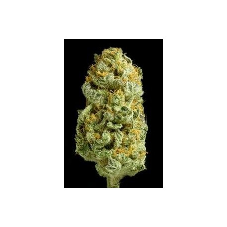 CRITICAL CHEESE * DINAFEM SEEDS 3 SEMI FEM