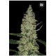 SPECIAL SKUNK (SUPER SKUNK) * BULKSEED BANK 10 SEMI FEM 