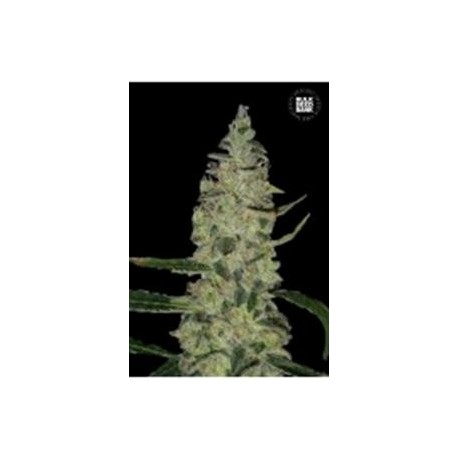 SPECIAL SKUNK (SUPER SKUNK) * BULKSEED BANK 10 SEMI FEM 