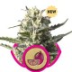 LEMON SHINING SILVER HAZE( EX LEMON HAZE) * ROYAL QUEEN SEEDS 5 SEMI FEM 