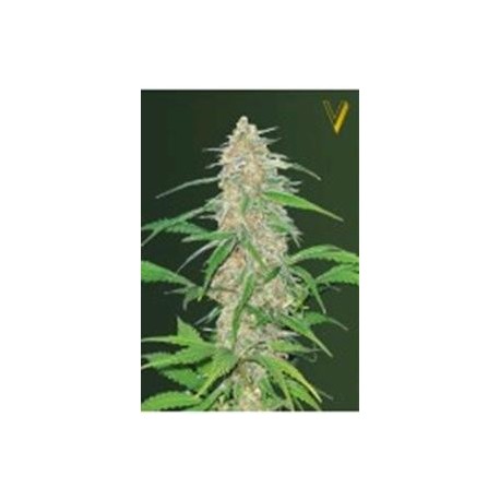 AK-77 V* VICTORY SEEDS 10 SEMI FEM