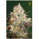 CHOCODOPE* VICTORY SEEDS 5 SEMI FEM