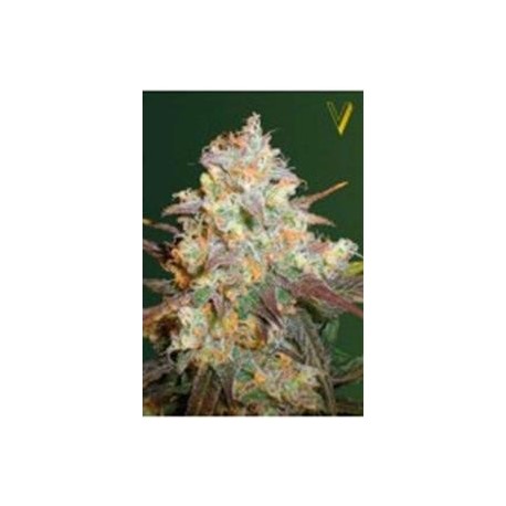 CHOCODOPE* VICTORY SEEDS 5 SEMI FEM