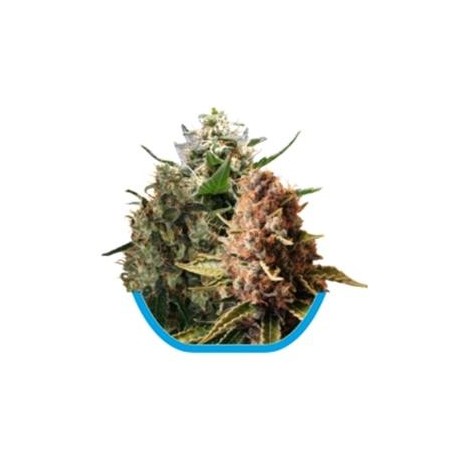 MEDICAL MIX ( CBD MIX ) * ROYAL QUEEN SEEDS 5 SEMI FEM 