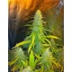 MEXICAN HAZE* CBD SEEDS 3 SEMI FEM