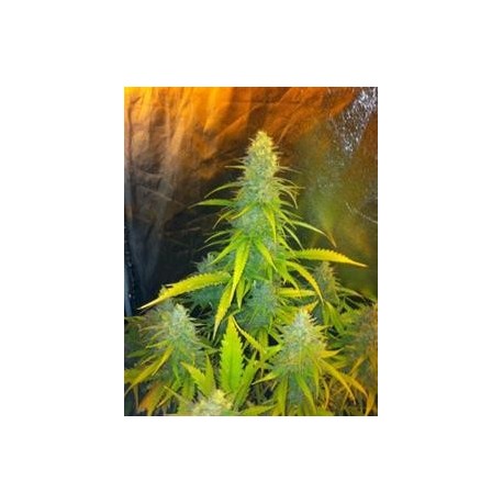 MEXICAN HAZE* CBD SEEDS 3 SEMI FEM