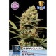 KERA NLX SPECIAL * KERA SEEDS CLASSIC 10 SEMI FEM