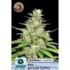 KERA OUTDOOR HURRICANE * KERA SEEDS CLASSIC 1 SEME FEM