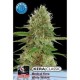 KERA MEDICAL WHITE WIDOW * KERA SEEDS CLASSIC 5 SEMI FEM