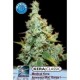 KERA MEDICAL AMNESIA MAC GANJA * KERA SEEDS CLASSIC 5 SEMI FEM