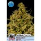 KERA MEDICAL SKUNK * KERA SEEDS CLASSIC 3 SEMI FEM