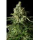 MOBY DICK CBD* DINAFEM SEEDS 3 SEMI FEM