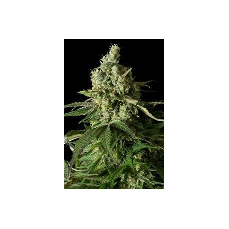 MOBY DICK CBD* DINAFEM SEEDS 3 SEMI FEM