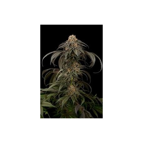 PURPLE AFGHAN KUSH * DINAFEM SEEDS 3 SEMI FEM