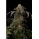 PURPLE AFGHAN KUSH * DINAFEM SEEDS 10 SEMI FEM