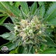 DIESEL * DINAFEM SEEDS 10 SEMI FEM