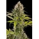 INDUSTRIAL PLANT * DINAFEM SEEDS 10 SEMI FEM