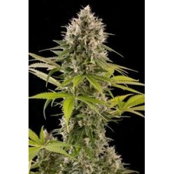 INDUSTRIAL PLANT * DINAFEM SEEDS 10 SEMI FEM