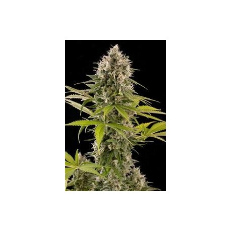 INDUSTRIAL PLANT * DINAFEM SEEDS 10 SEMI FEM