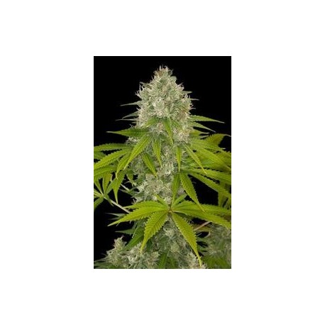 POWER KUSH * DINAFEM SEEDS 10 SEMI FEM