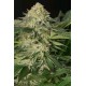 LEMON GARLIC OG*HUMBOLDT SEEDS 5 SEMI FEM