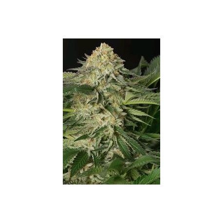 LEMON GARLIC OG*HUMBOLDT SEEDS 5 SEMI FEM