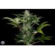 ROADRUNNER AUTOMATICA * DINAFEM SEEDS 10 SEMI FEM