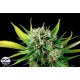 ROYALE HAZE * DINAFEM SEEDS 10 SEMI FEM