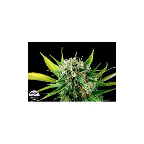 ROYALE HAZE * DINAFEM SEEDS 10 SEMI FEM