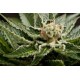 SHARK ATTACK * DINAFEM SEEDS 10 SEMI FEM 