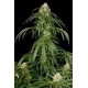 SUPER SILVER * DINAFEM SEEDS 10 SEMI FEM 