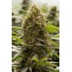 AMNESIA KUSH * DINAFEM SEEDS 1 SEME FEM