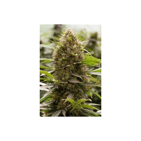 AMNESIA KUSH * DINAFEM SEEDS 1 SEME FEM