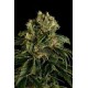 SANTA SATIVA * DINAFEM SEEDS 3 SEMI FEM 