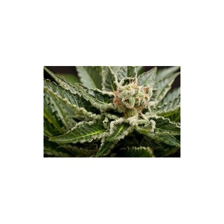 SHARK ATTACK * DINAFEM SEEDS 3 SEMI FEM