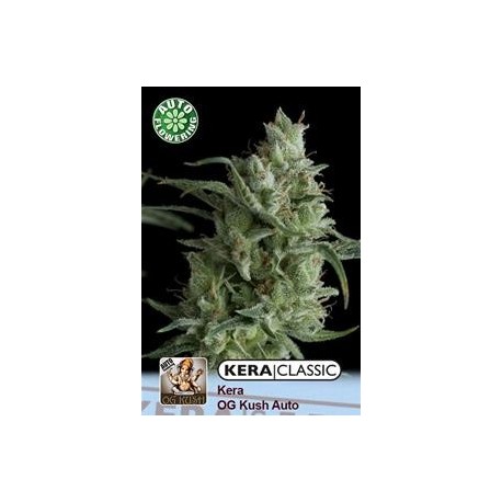 KERA OG KUSH AUTO * KERA SEEDS AUTO 5 SEMI FEM