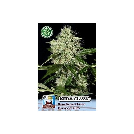 KERA ROYAL QUEEN DIAMOND AUTO * KERA SEEDS AUTO 3 SEMI FEM