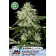 KERA ROYAL QUEEN DIAMOND AUTO * KERA SEEDS AUTO 1 SEME FEM