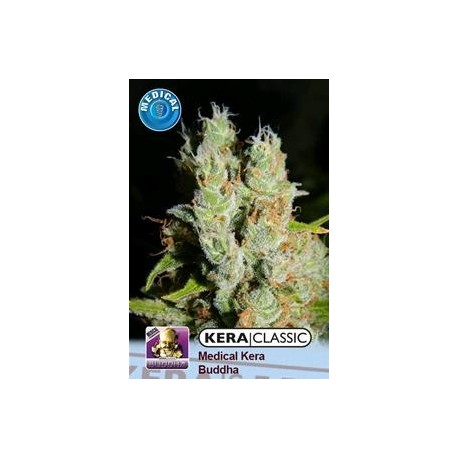 KERA MEDICAL BUDDHA * KERA SEEDS CLASSIC 3 SEMI FEM