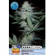 KERA MEDICAL CRAZY MOUSE (EX KERA MEDICAL CHEESE) * KERA SEEDS CLASSIC 3 SEMI FEM