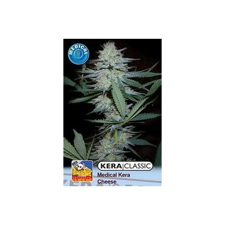 KERA MEDICAL CRAZY MOUSE (EX KERA MEDICAL CHEESE) * KERA SEEDS CLASSIC 3 SEMI FEM