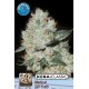 KERA MEDICAL OG KUSH * KERA SEEDS CLASSIC 1 SEME FEM