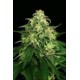 MANGO CREAM * EXOTIC SEEDS 3 SEMI FEM 