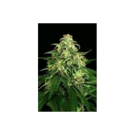 MANGO CREAM * EXOTIC SEEDS 3 SEMI FEM 